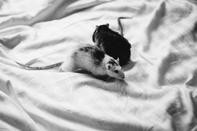 Keeping-Rodents-Away-From-Your-Hotel