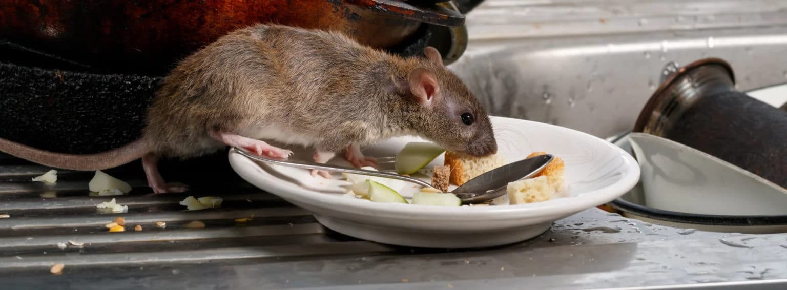 7 Pest Control Tips for Restaurants Entech PH Entech