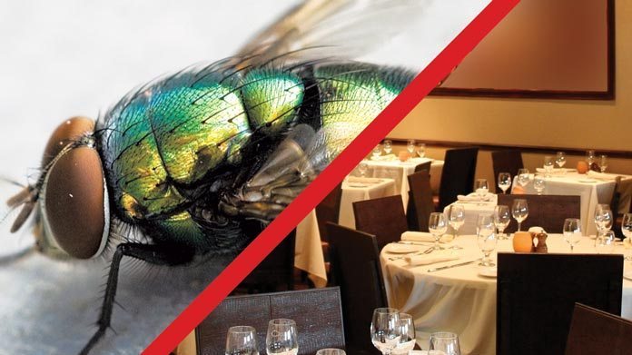 restaurant-pests