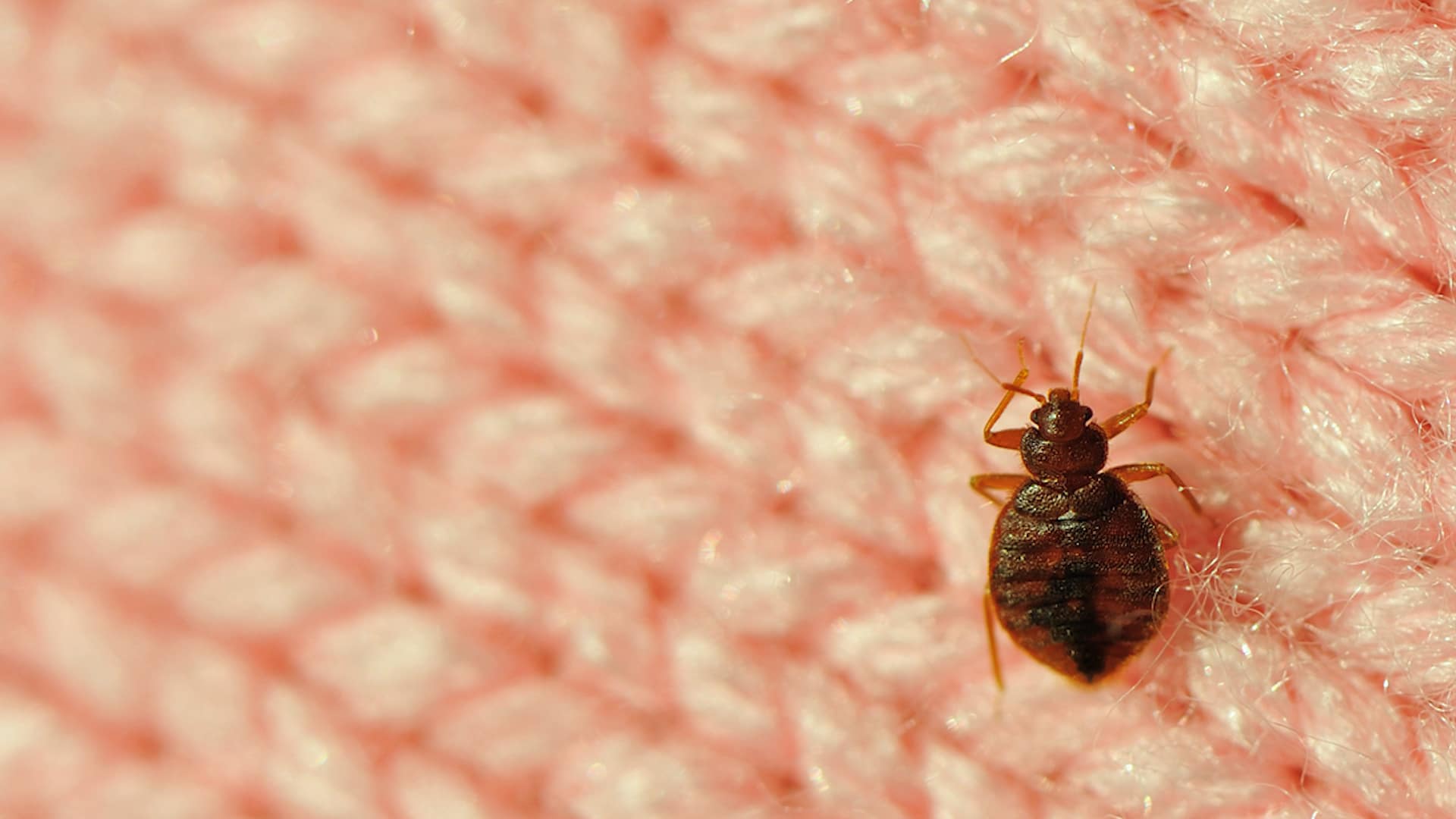5 HOUSEKEEPING RULES TO KEEP OUT BED BUGS FROM HOTELS