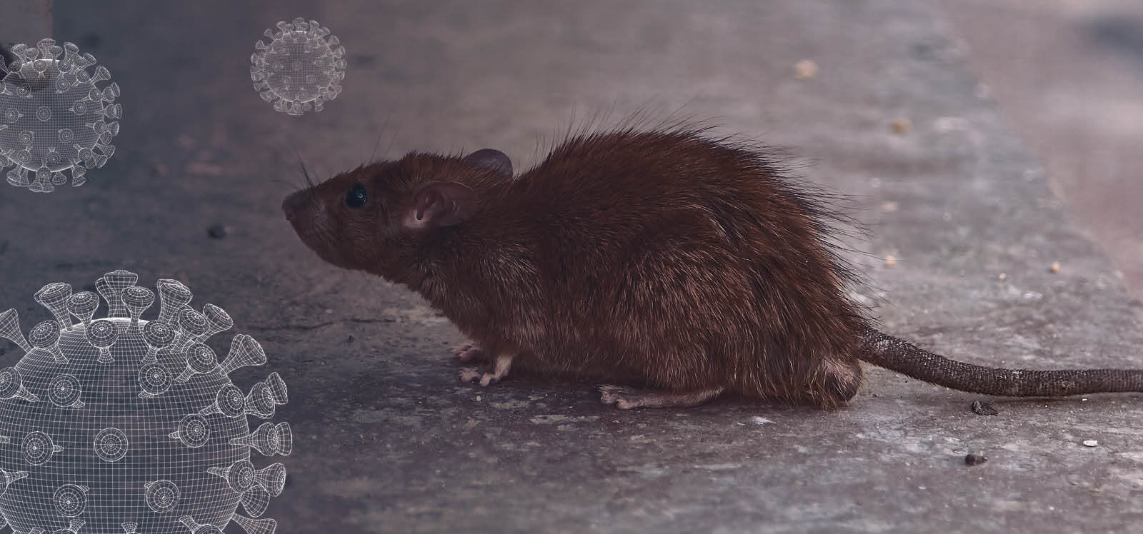 Business at Risk from Rodent Infestation
