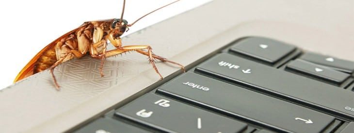 How to Deal with Common Pests in the Office