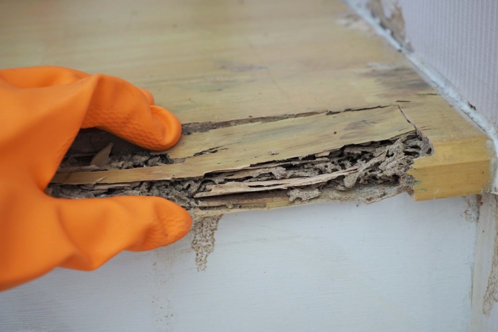 termite damage in business