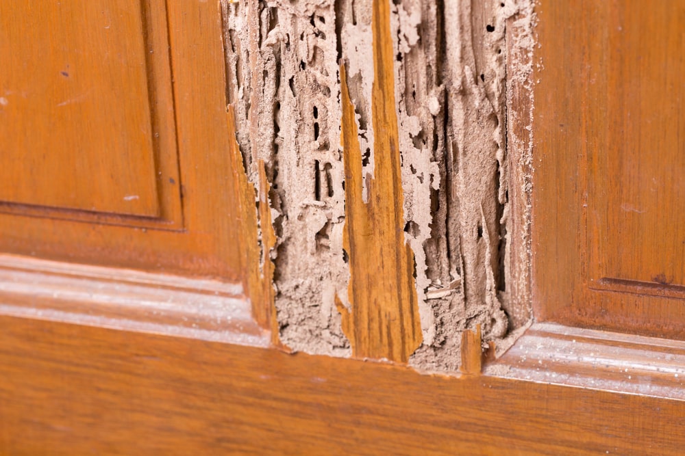 termites damaged a cabinet