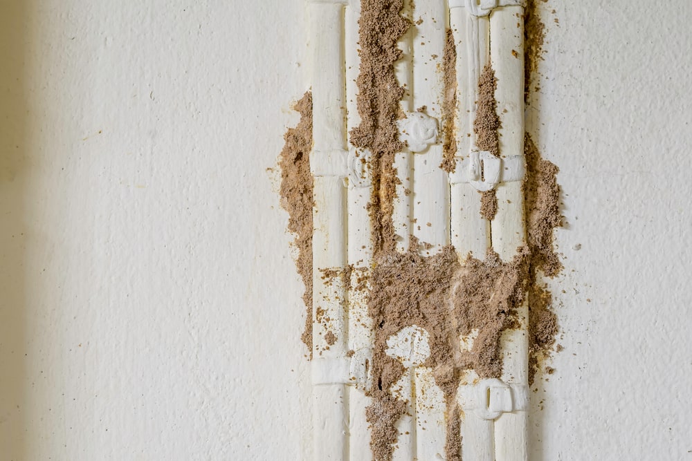 termites on a wall