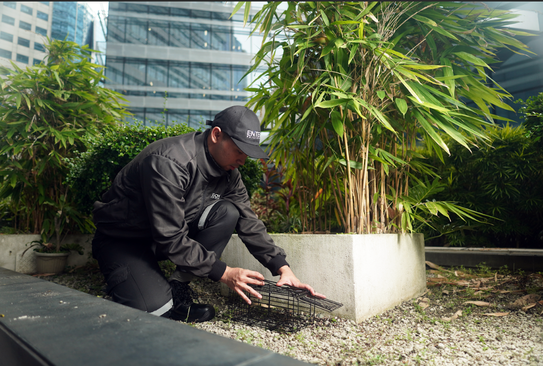 person setting up a trap for rodents