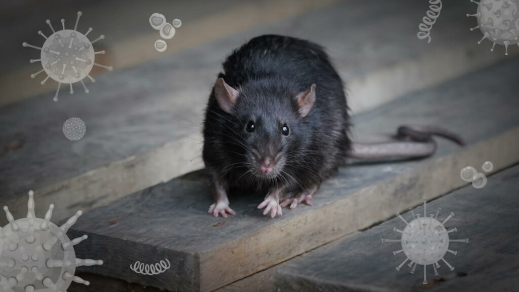 How Rat Infestations Put PH Food Processing Industry at Risk