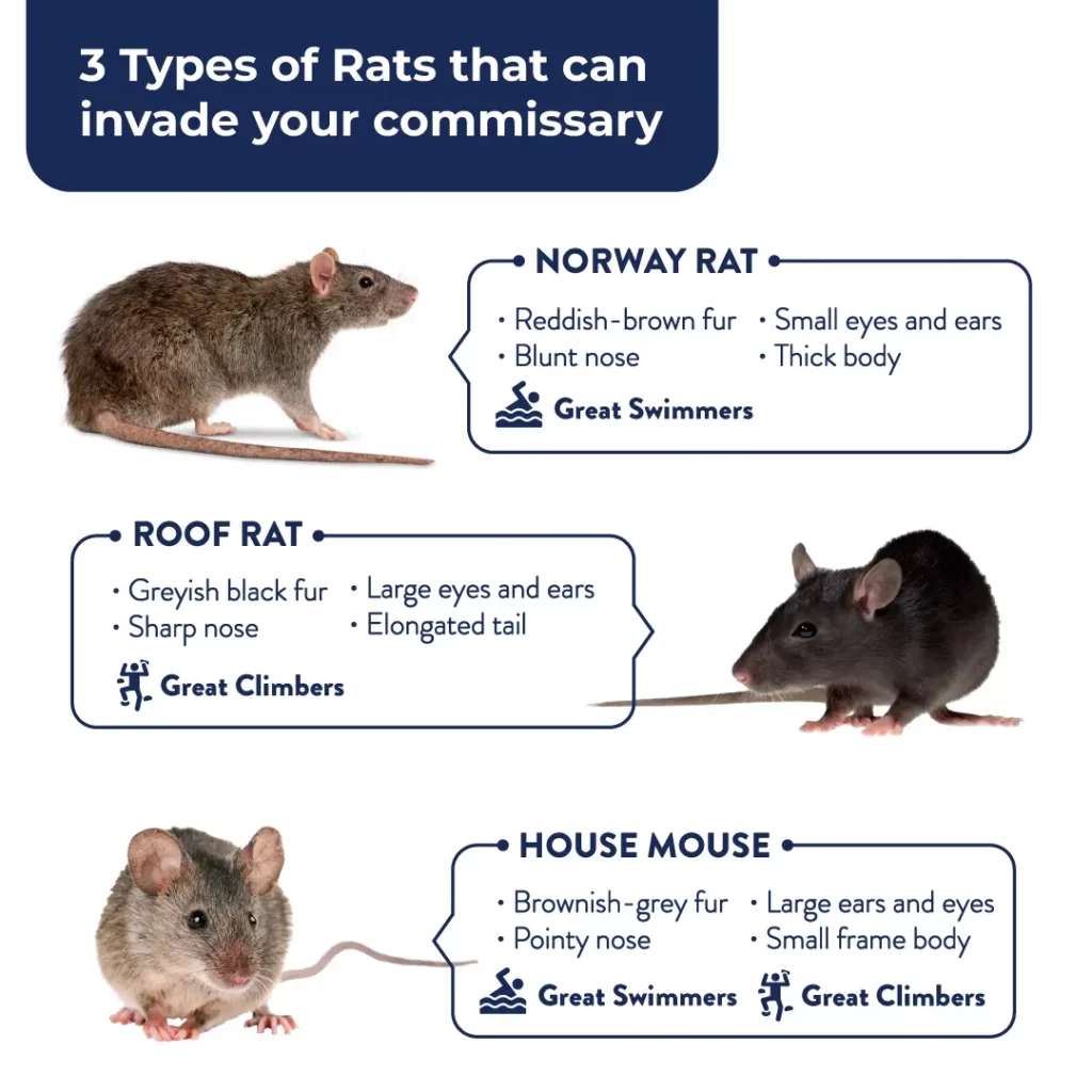 An infographic about the 3 types of rats and rodents in commissaries. The 3 types are Norway Rat, Roof Rat, and House Mouse.