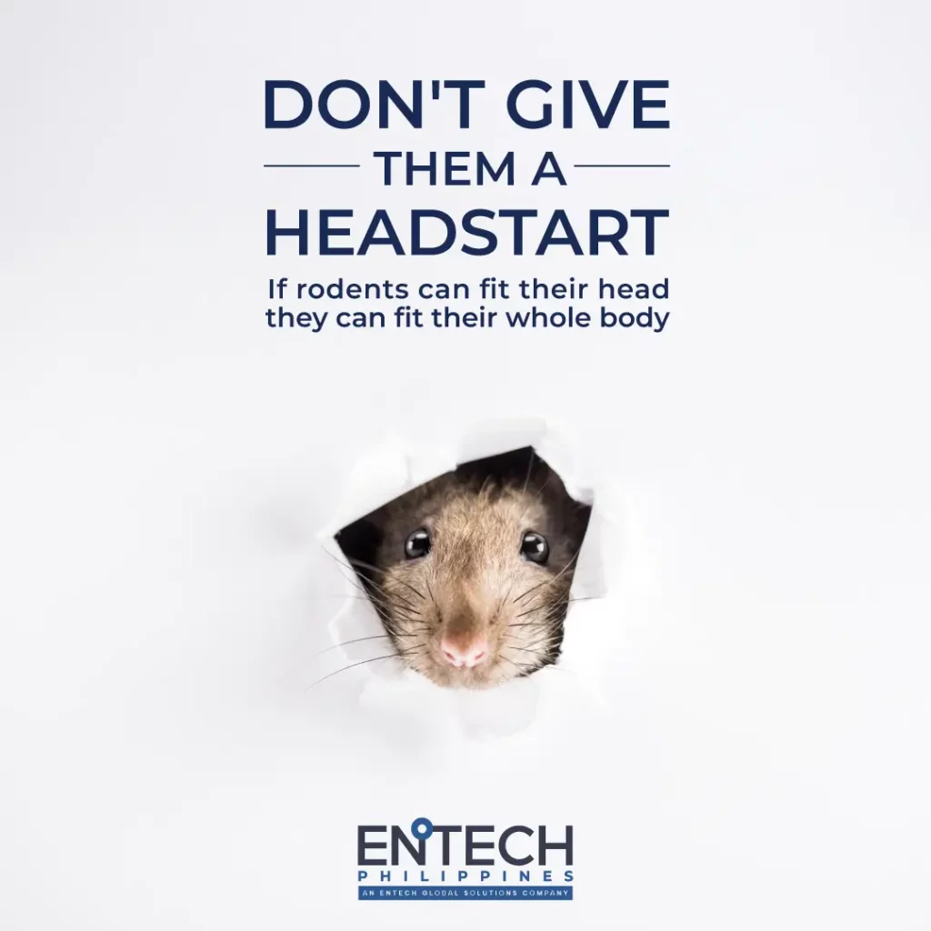 A creative image of a mouse looking from a hole in the wall with the title "Don't give them a headstart" with the subtext "if rodents can fit their head, then they can fit their whole body." 