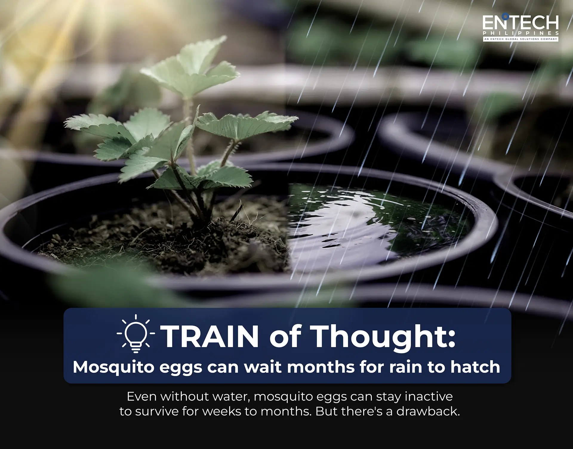 A graphic image with a copy: "Mosquito eggs can wait months for rain to hatch"