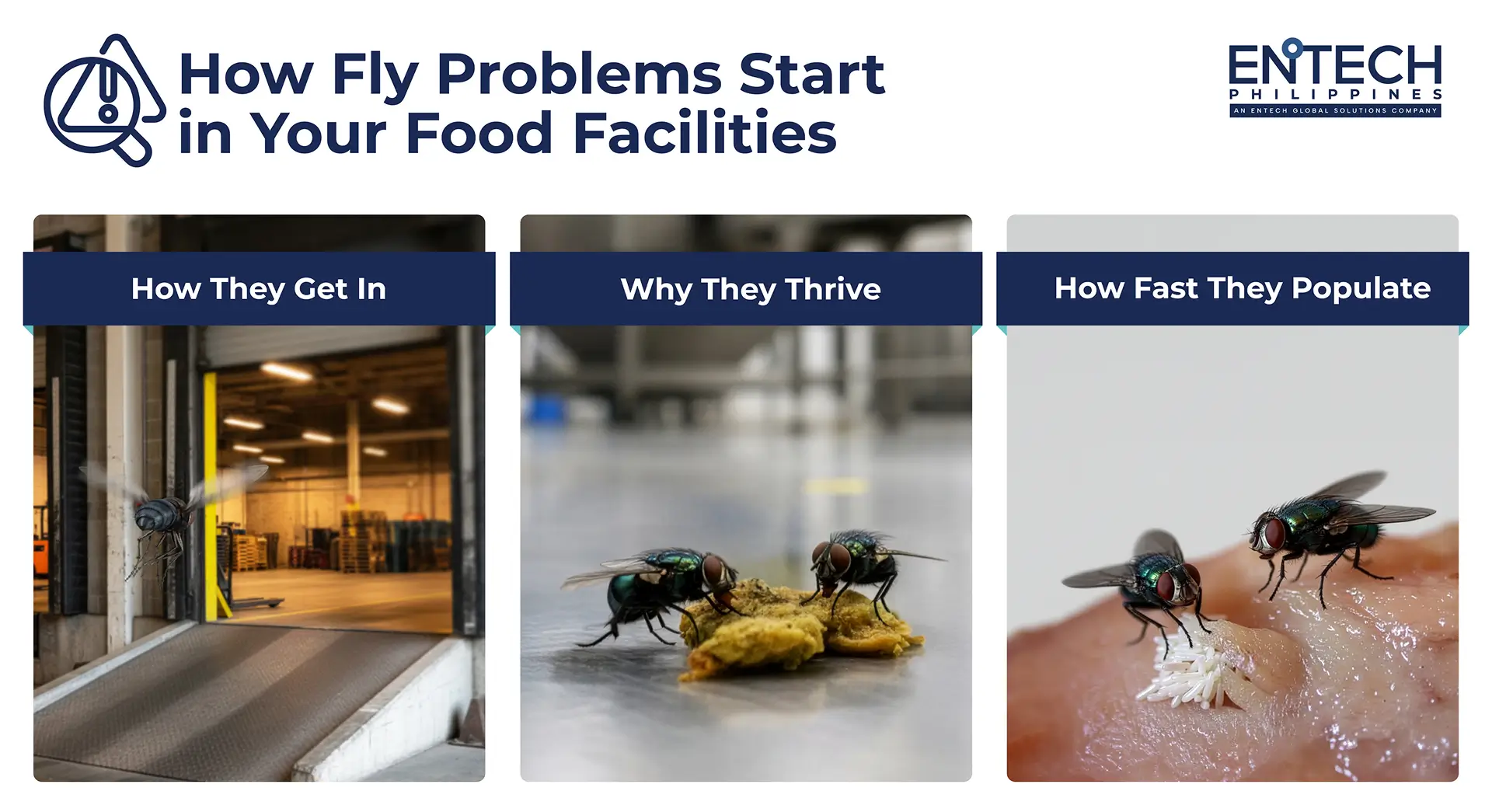 An illustration of a food manufacturing facility showing how flies enter through the loading dock, thrive in food and water sources, and quickly reproduce into large swarms.