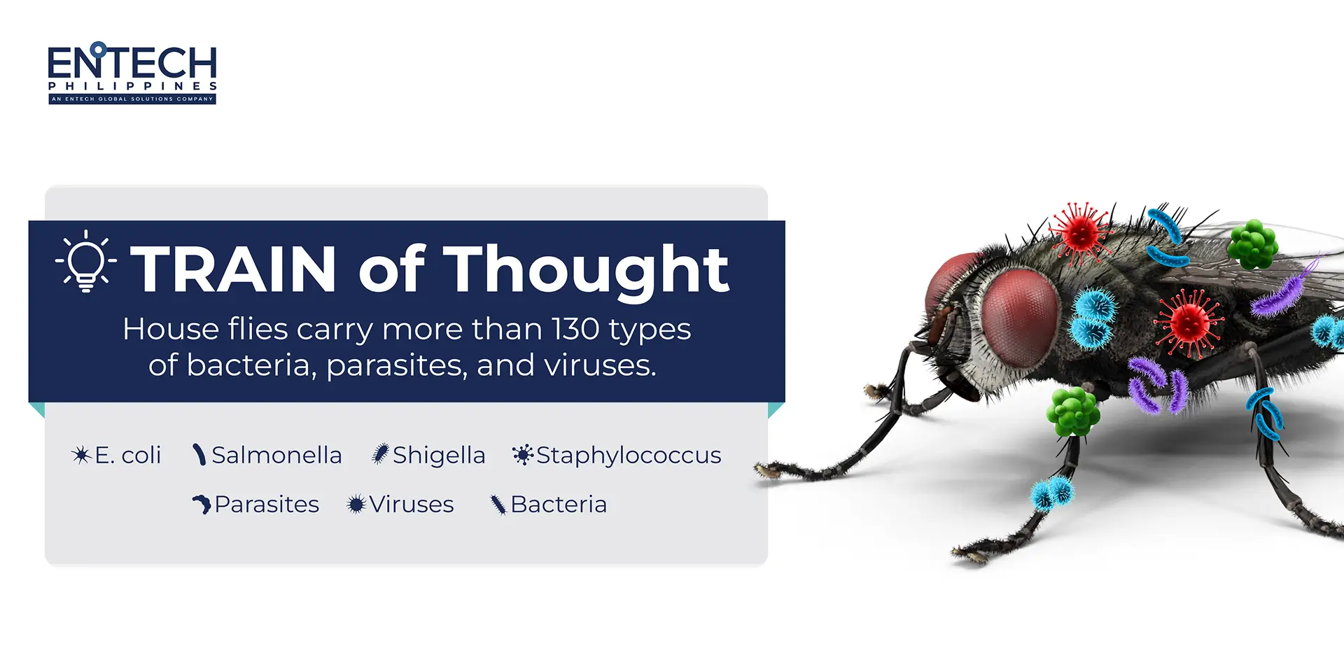 An illustration of a fly carrying disease-causing bacteria and viruses