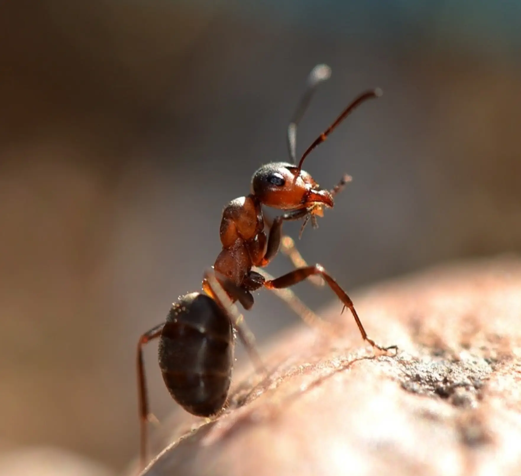 <p>   Need help with ants?<br> <br>   Our technicians are trained to identify species, map trails, and locate nests around your property.<br> <br>   We use baits and precise spot treatments, then correct moisture and food access that keep ants returning. </p>