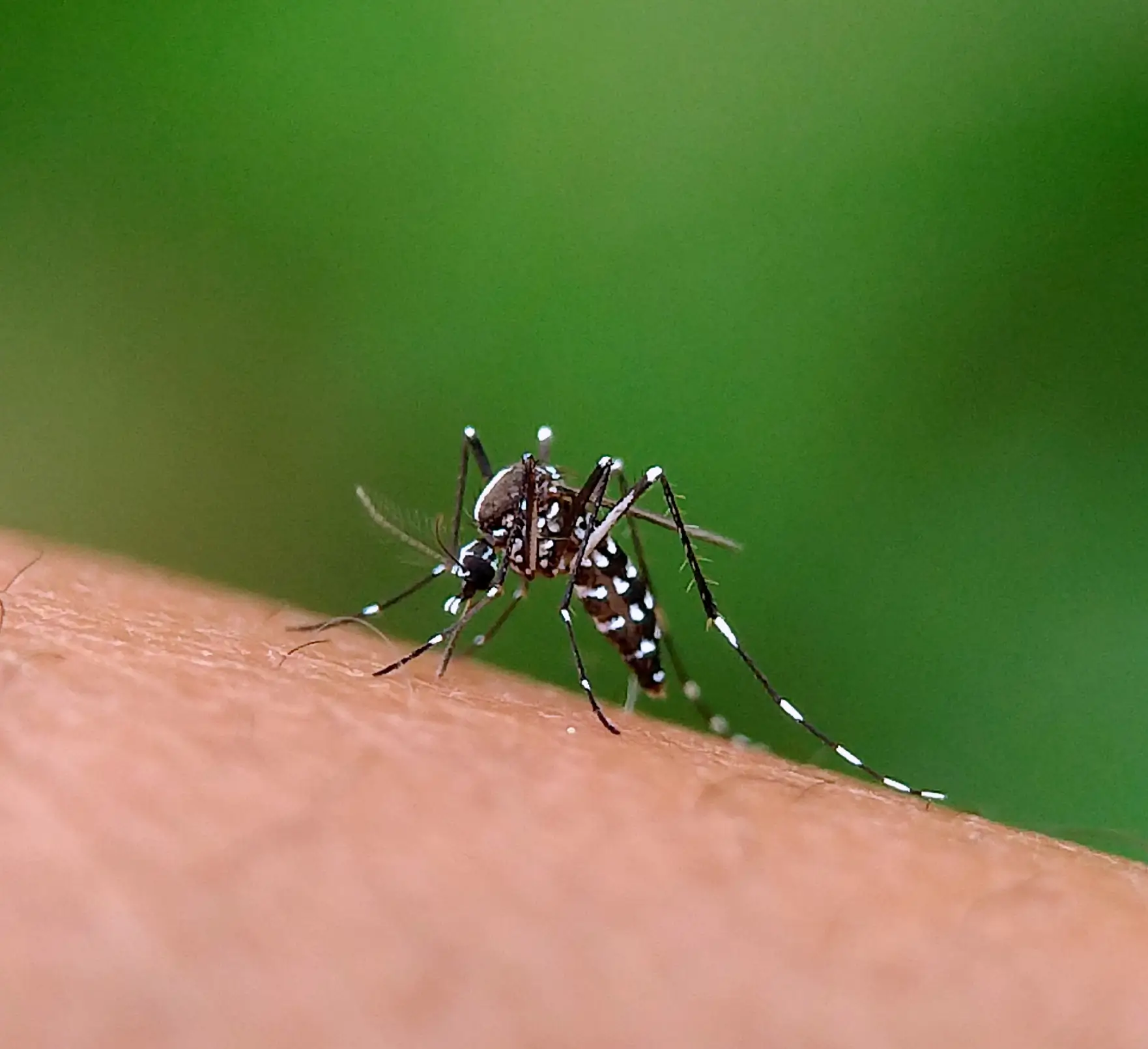 <p>   Worried about mosquitoes?<br> <br>   Our technicians locate and remove breeding sources and treat stagnant water.<br> <br>   We use misting for enclosed areas and mist blowing outdoors to reach shaded areas where mosquitoes rest. </p>