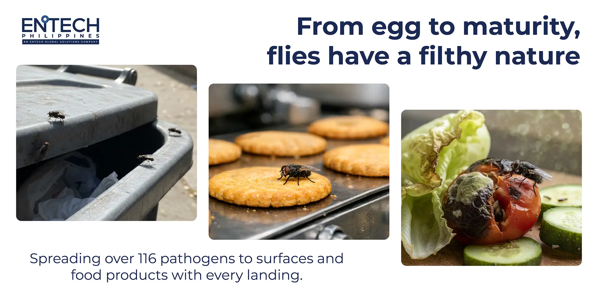 Creative showcase of the lifecycle of flies, showing their filthy nature and why they can cause disruption in sanitation and food production.