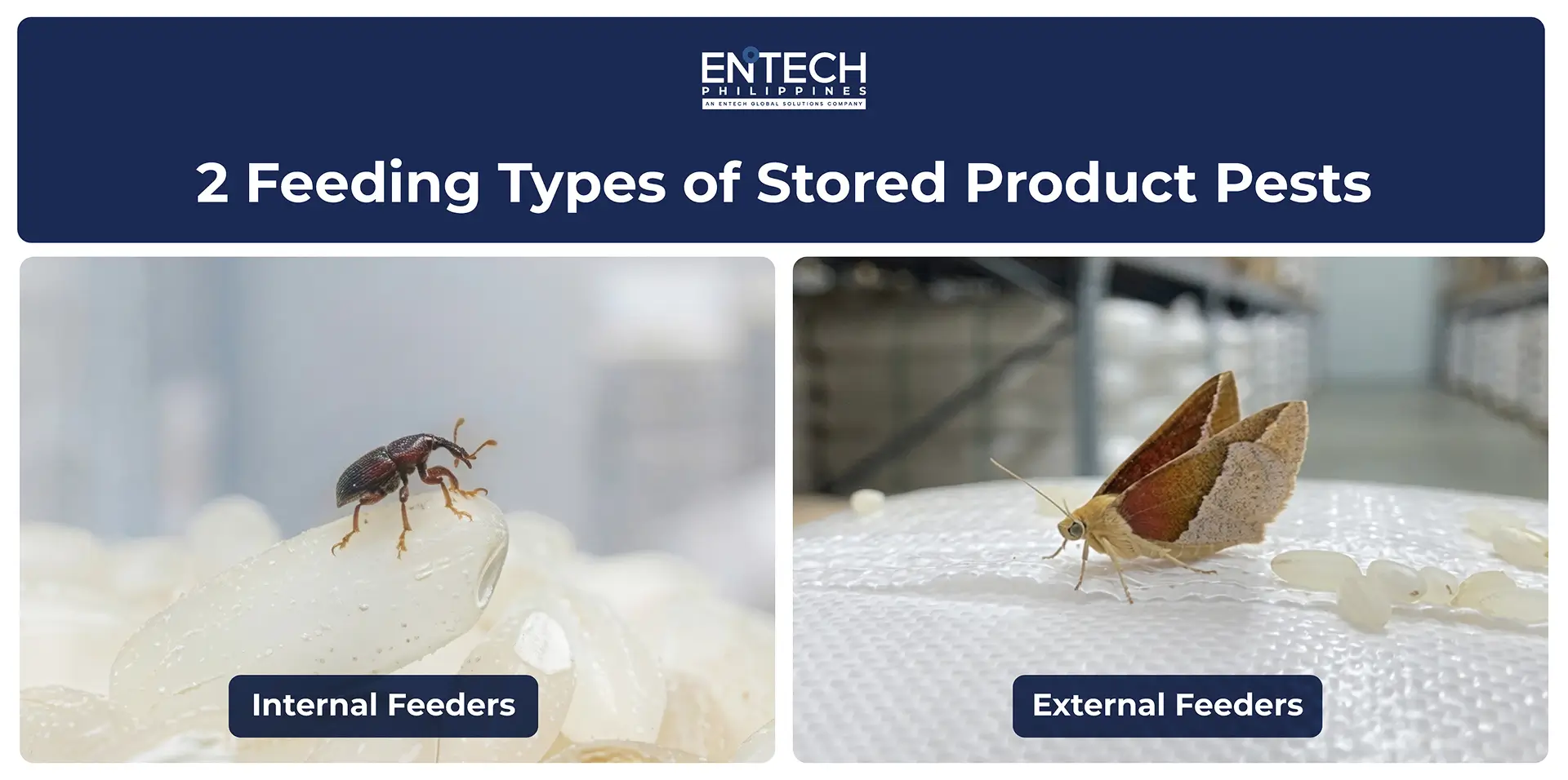 A creative yet simple illustration of the two types of feeders. On the left is internal feeder and on the right is the external feeder.