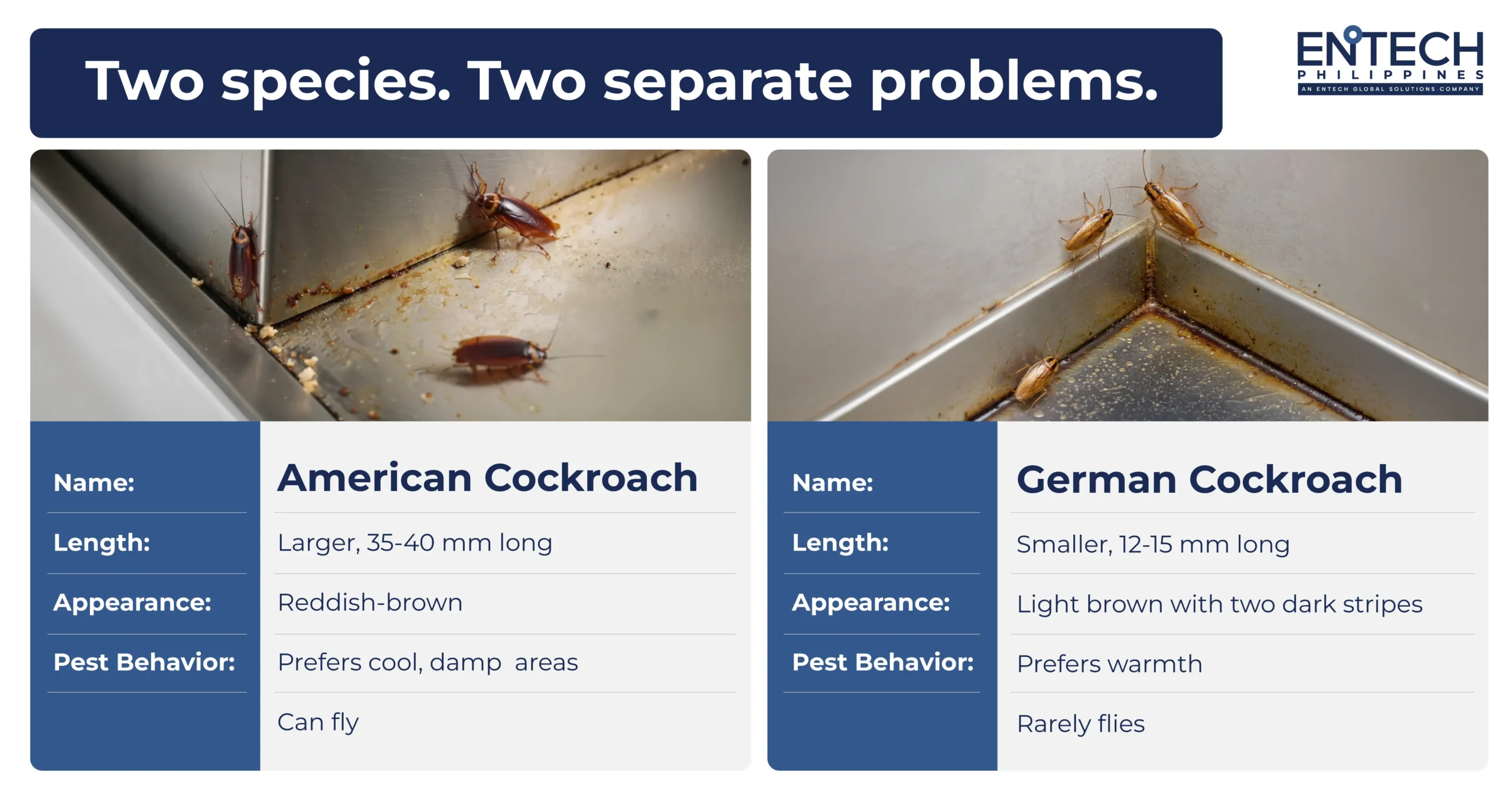A table showing the differences between American and German cockroaches